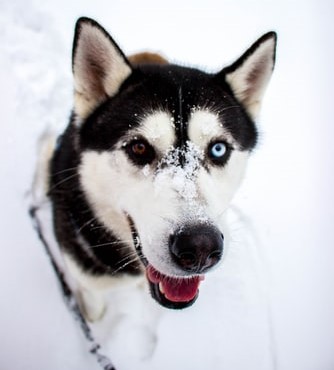 Husky 